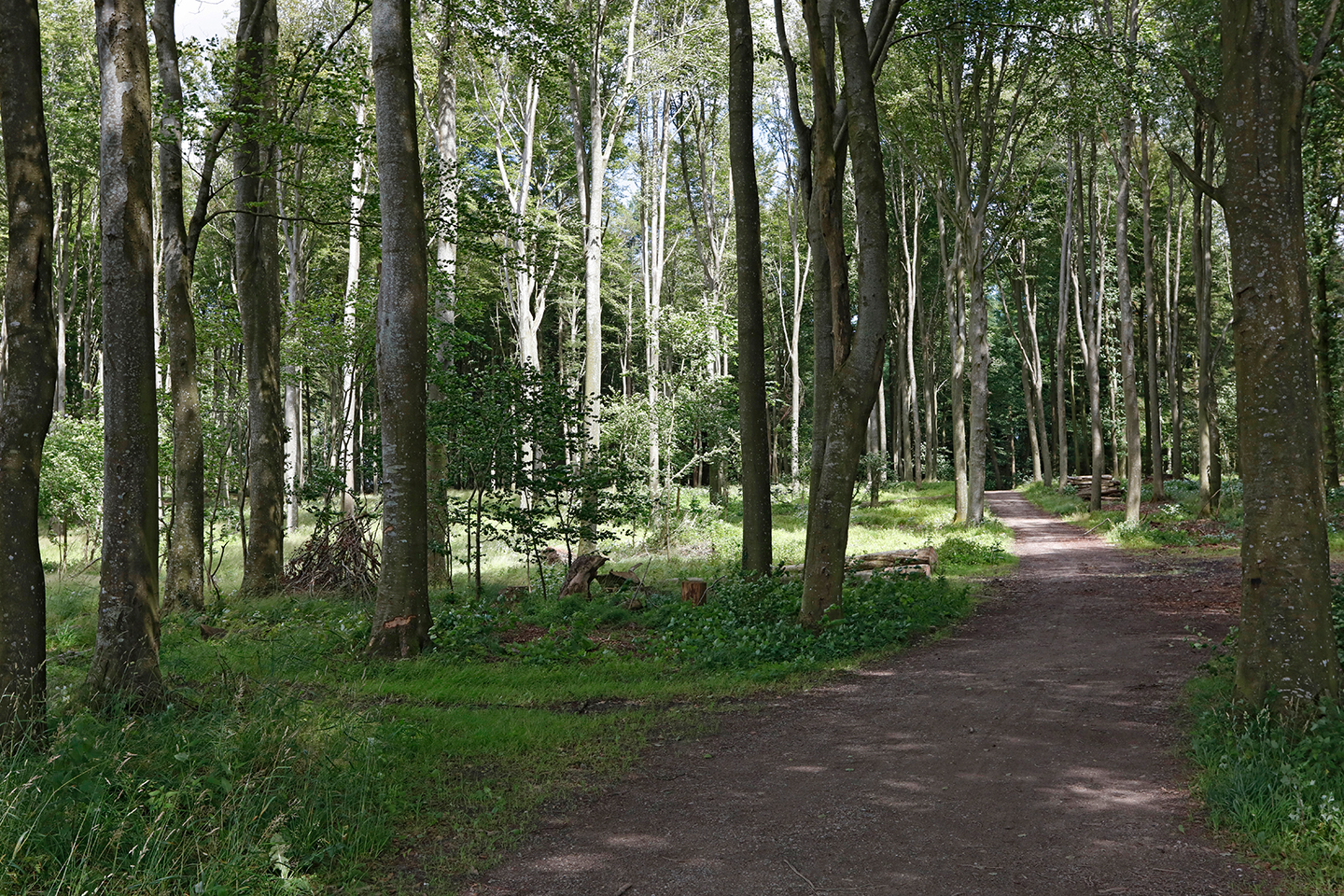 Billede af skoven i nærheden af Provstlund