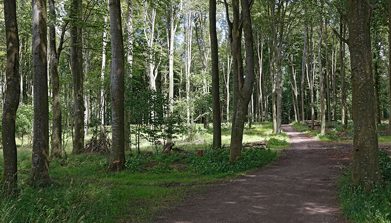 Billede af skoven lige ved Provstlund med et strisystem